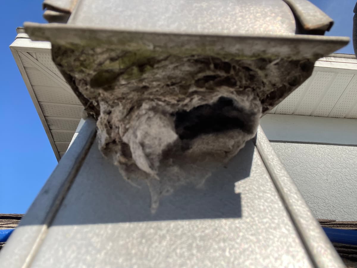 A roof dryer vent cap clogged with lint and debris before repair